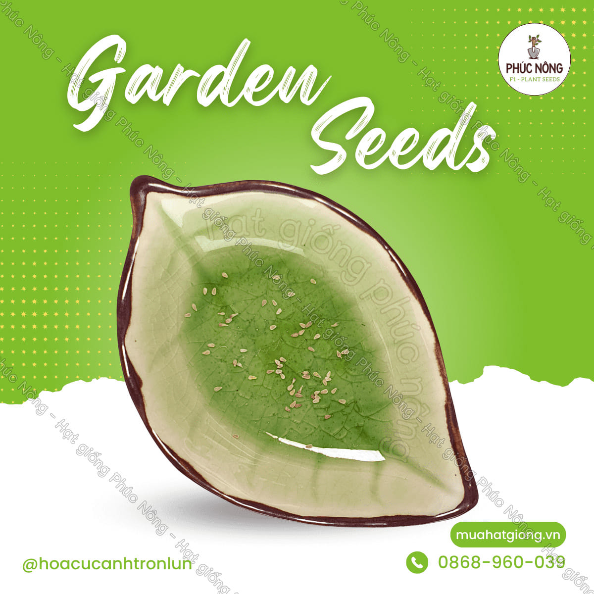 Hạt giống Hoa Cúc Anh Tròn Lùn – Gói 100 Hạt