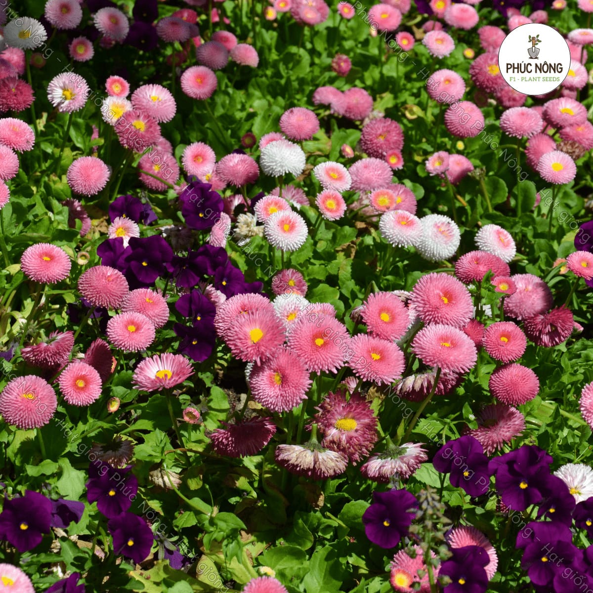 Hạt giống Hoa Cúc Anh Tròn Lùn – Gói 100 Hạt