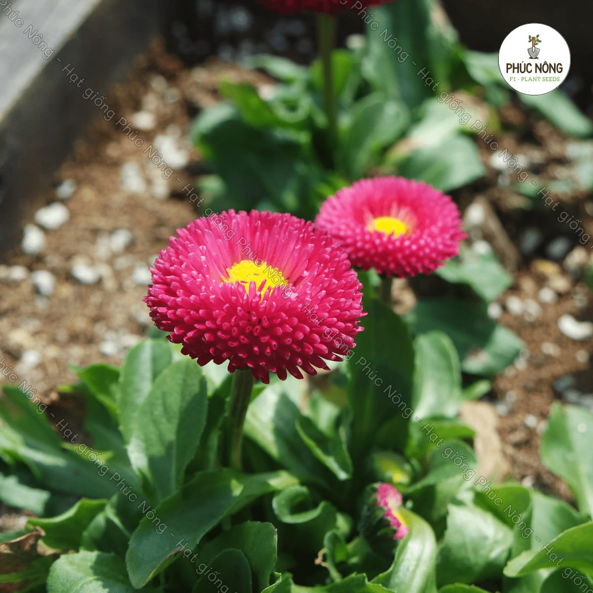 Hạt giống Hoa Cúc Anh Tròn Lùn – Gói 100 Hạt