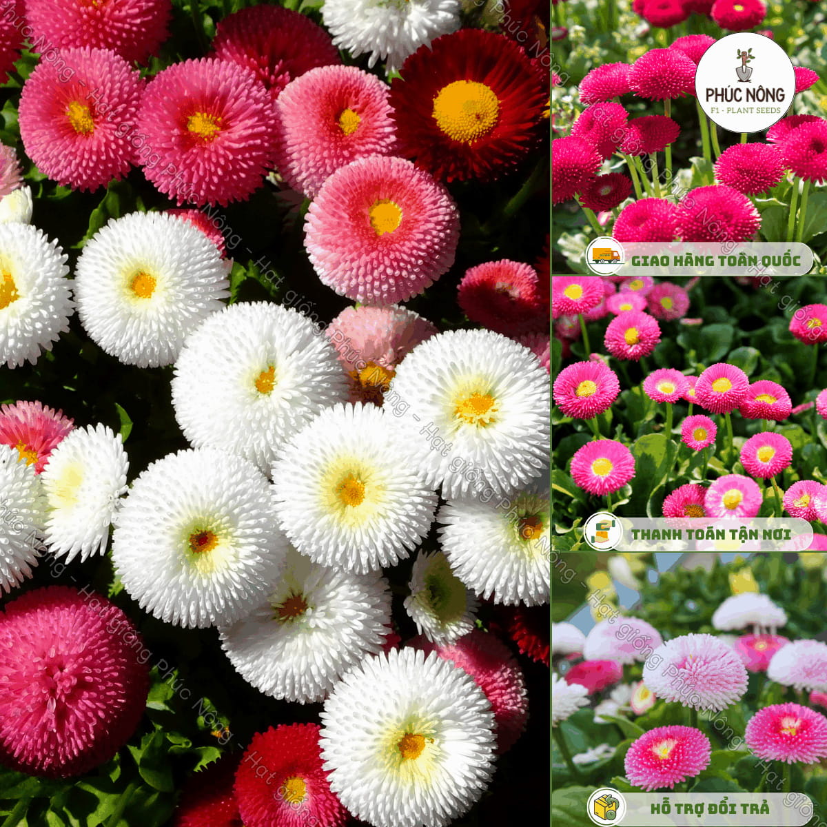 Hạt giống Hoa Cúc Anh Tròn Lùn – Gói 100 Hạt