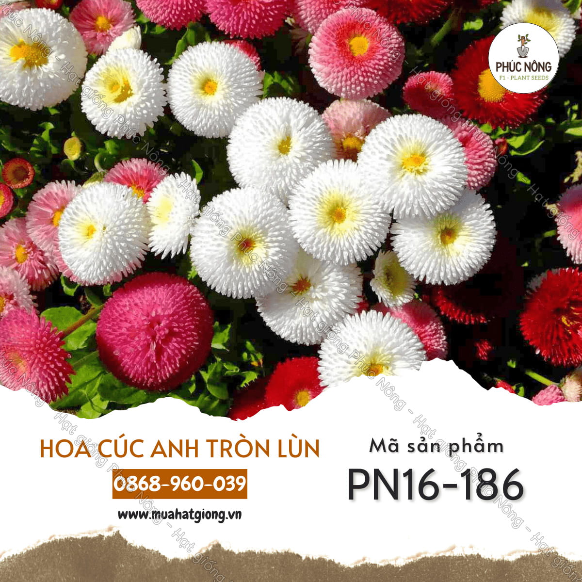 Hạt giống Hoa Cúc Anh Tròn Lùn – Gói 100 Hạt