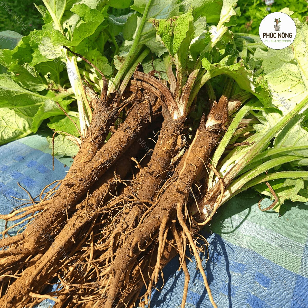 Hạt giống Ngưu Bàng – Gói 10 Hạt