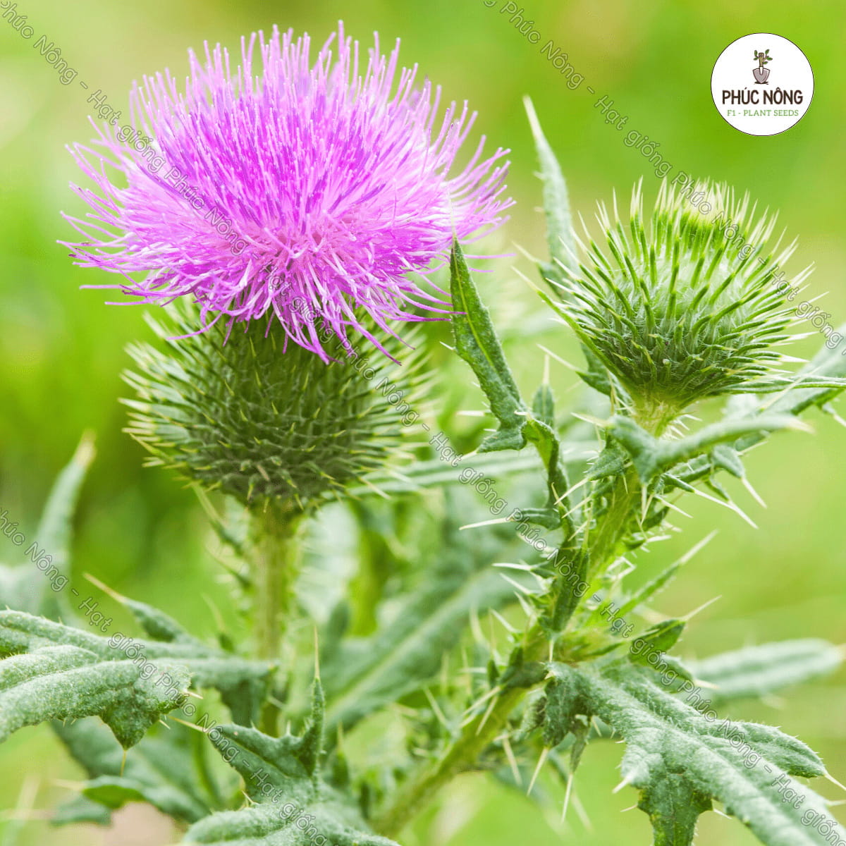 Hạt giống Ngưu Bàng – Gói 10 Hạt