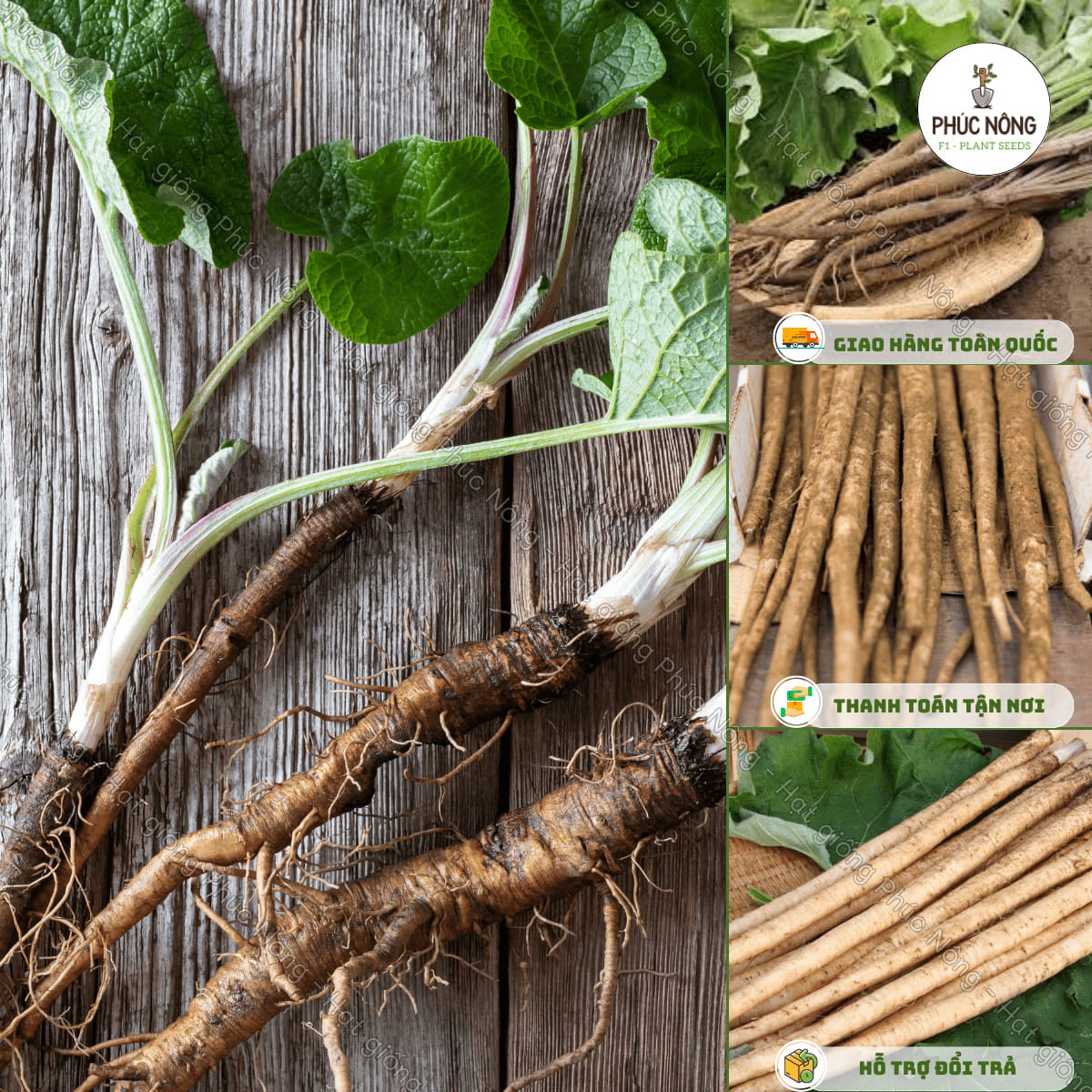 Hạt giống Ngưu Bàng – Gói 10 Hạt