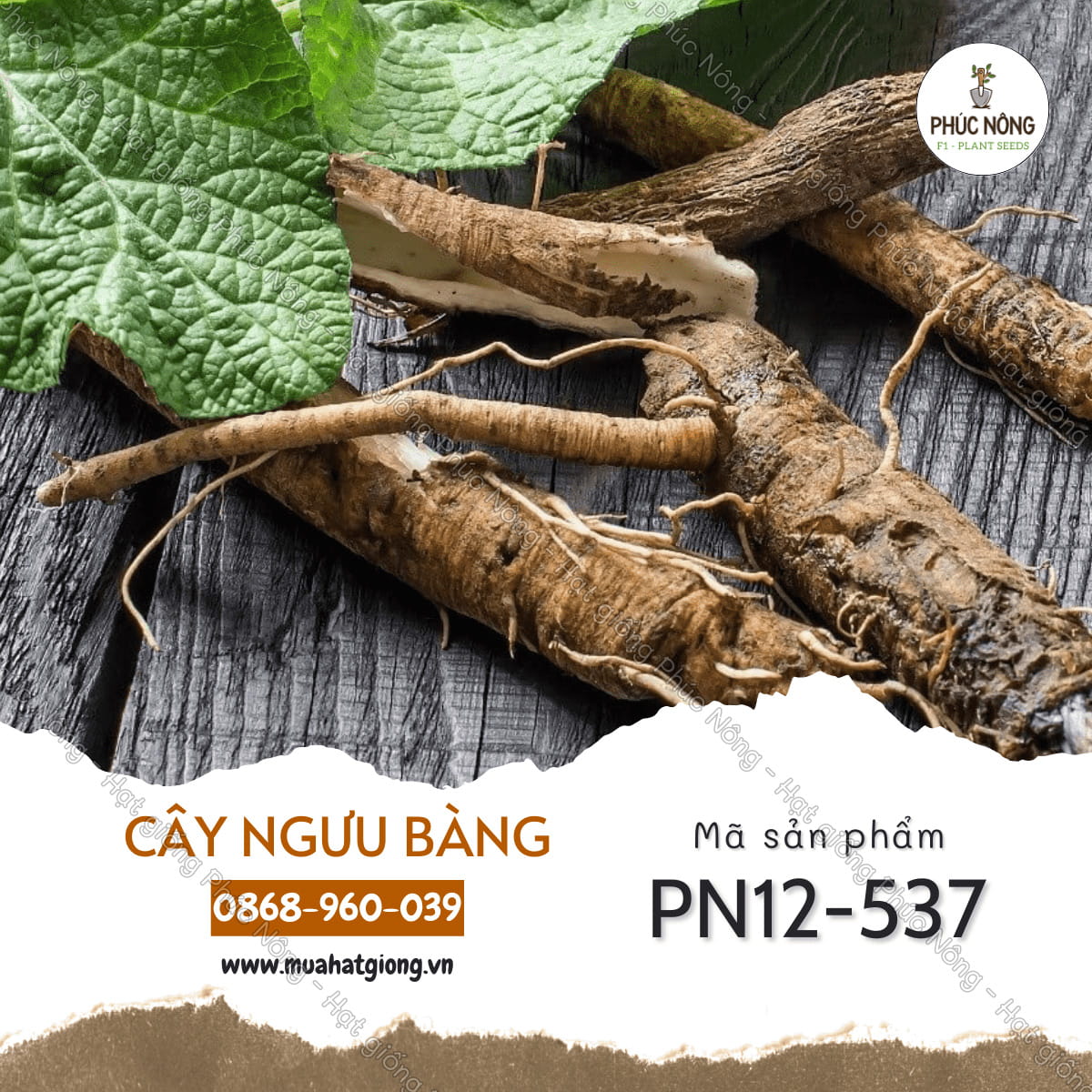 Hạt giống Ngưu Bàng – Gói 10 Hạt