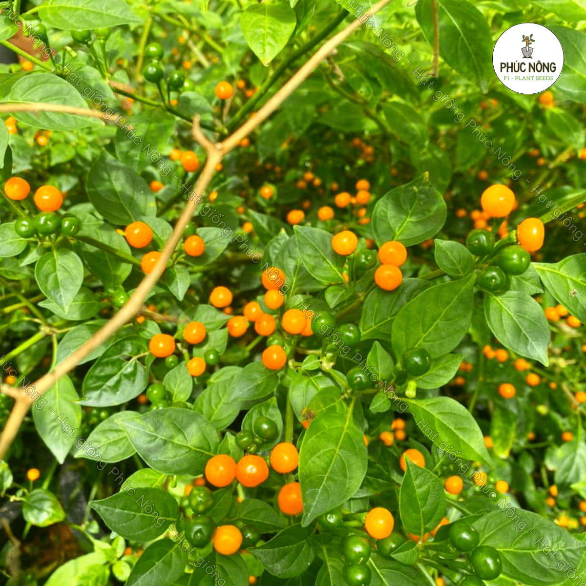 Hạt giống Ớt Charapita (Ớt Peru) – Gói 40 Hạt