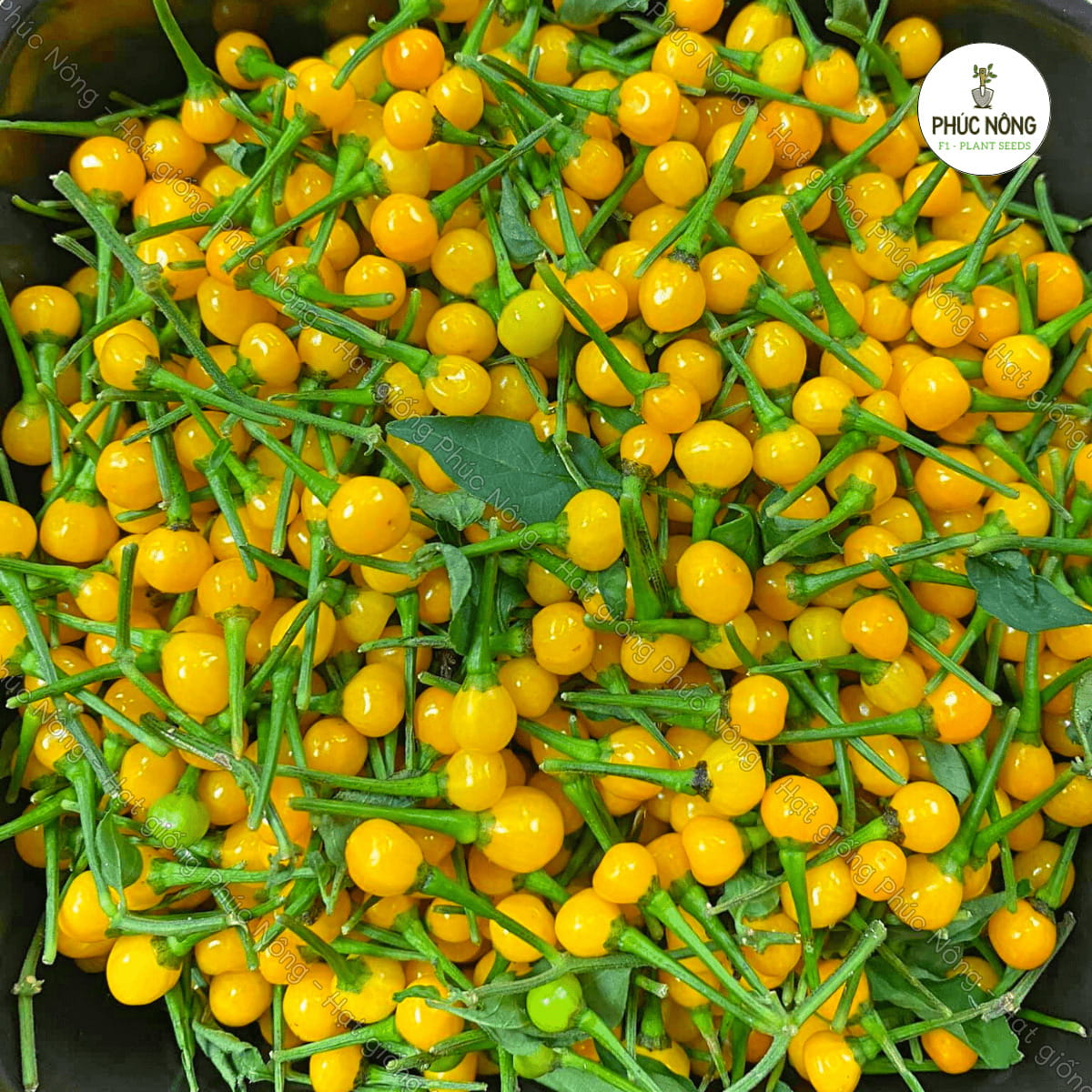 Hạt giống Ớt Charapita (Ớt Peru) – Gói 40 Hạt