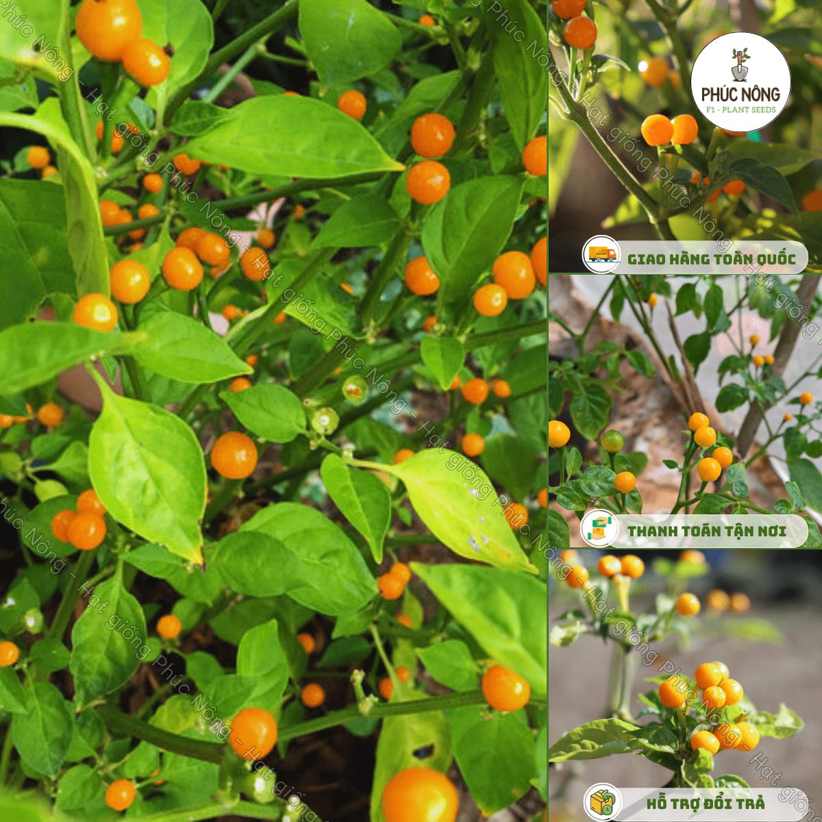 Hạt giống Ớt Charapita (Ớt Peru) – Gói 40 Hạt