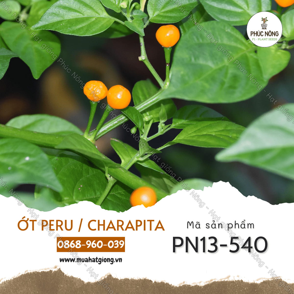 Hạt giống Ớt Charapita (Ớt Peru) – Gói 40 Hạt