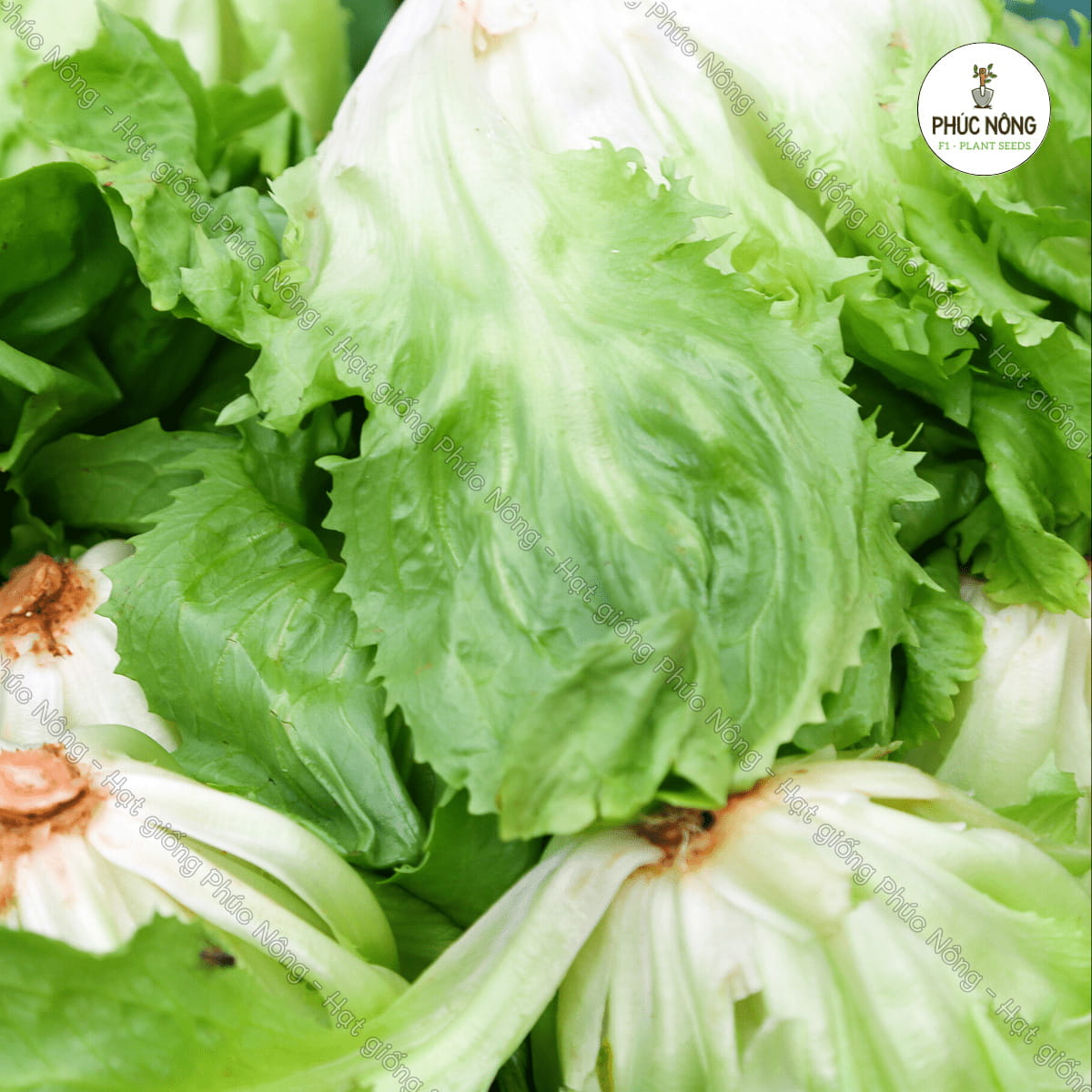 Hạt giống Xà Lách Carol Đà Lạt – Gói 1 Gram