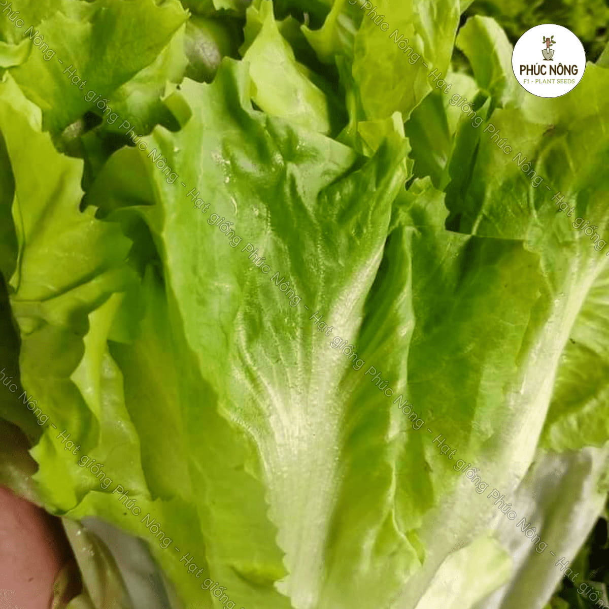 Hạt giống Xà Lách Carol Đà Lạt – Gói 1 Gram