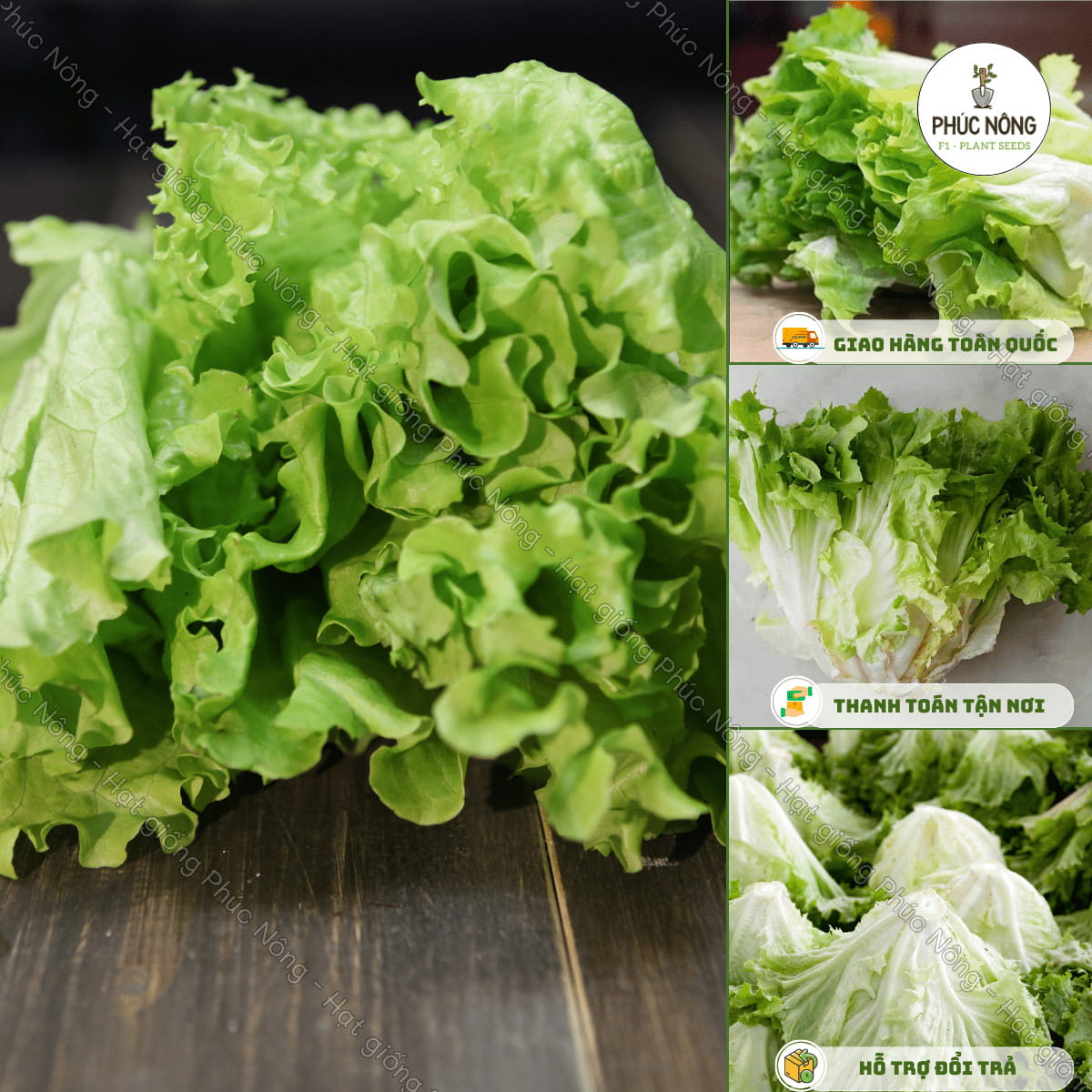 Hạt giống Xà Lách Carol Đà Lạt – Gói 1 Gram